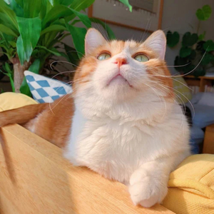 一级香蕉毛片特大毛片
